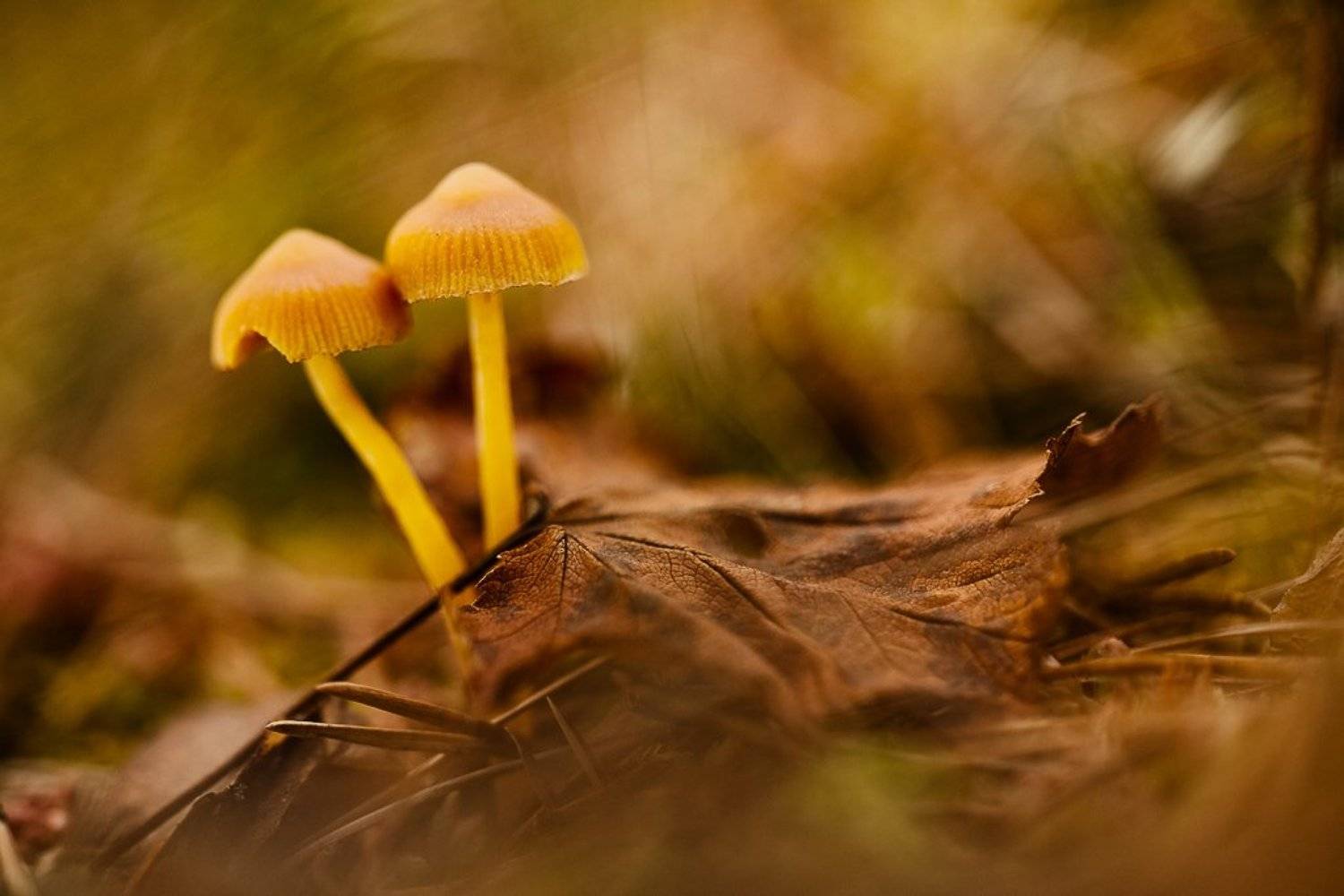 гриб, осень, любовь, Юлия