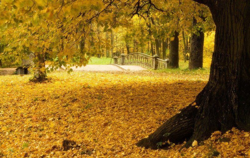 В золоте фото превью