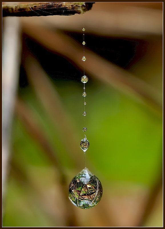 макро,вода,паутинка, Капелька нашей жизни. фото превью