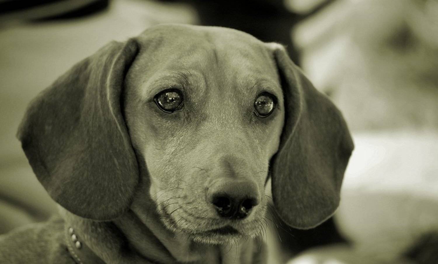 собака, друг, чб, взгляд, Евгений Смердов