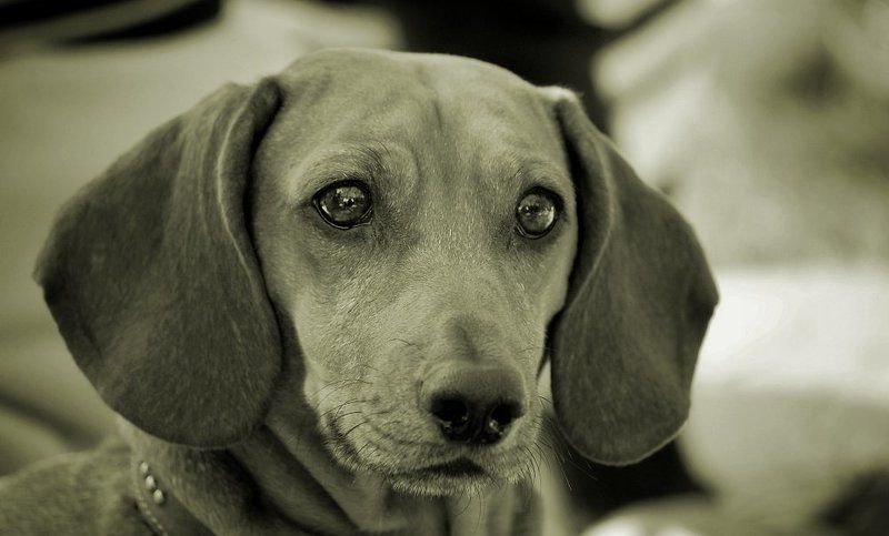 собака, друг, чб, взгляд  фото превью