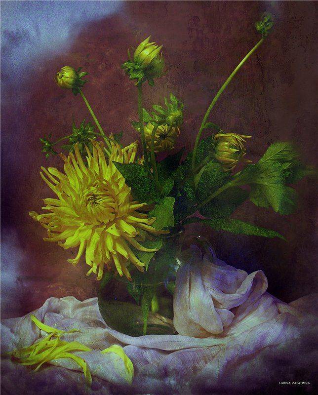 георгин, Лариса Запатрина