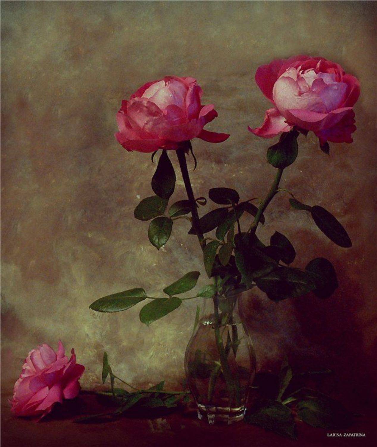 розы, Лариса Запатрина