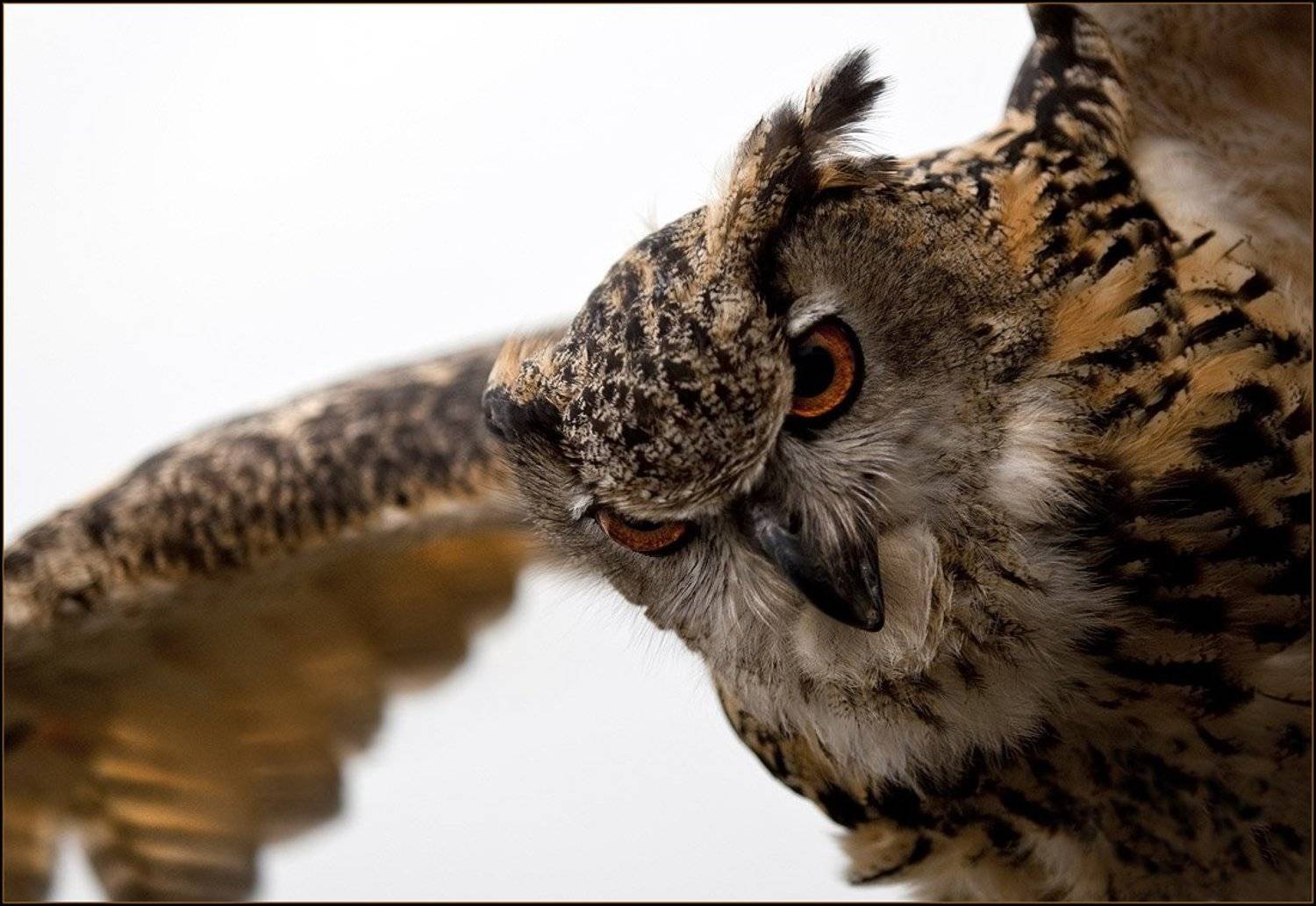 филин, Ханмурзин Павел