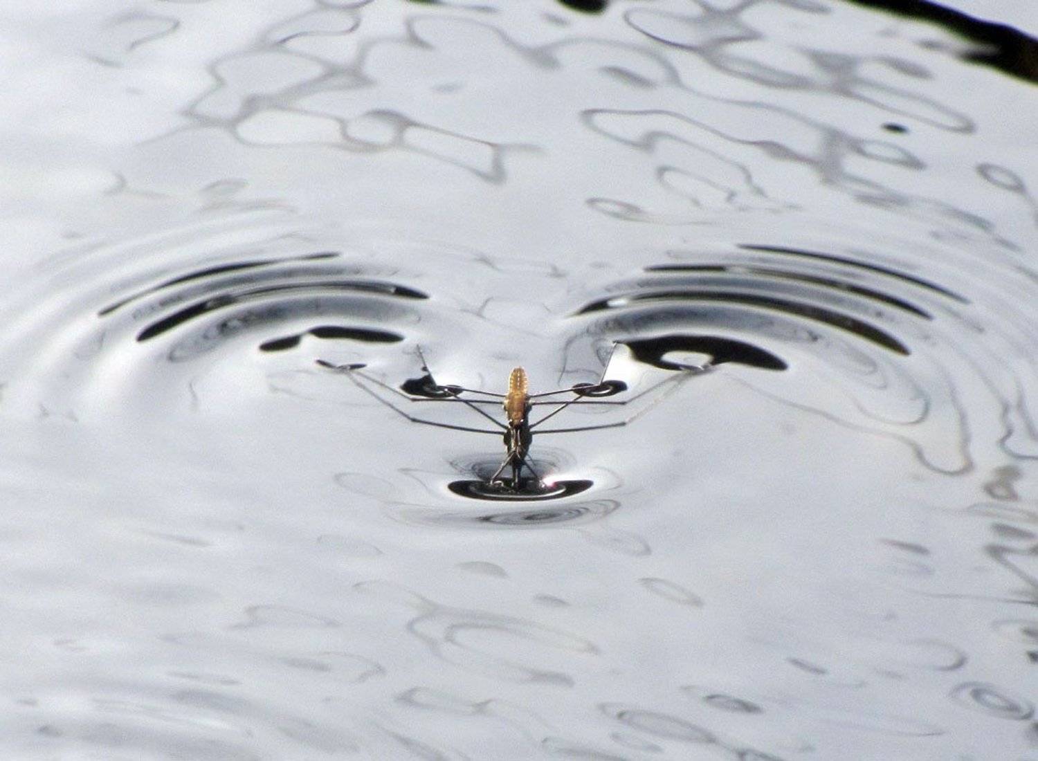 водомерка, вода, движение, волна, Юрий Соколков