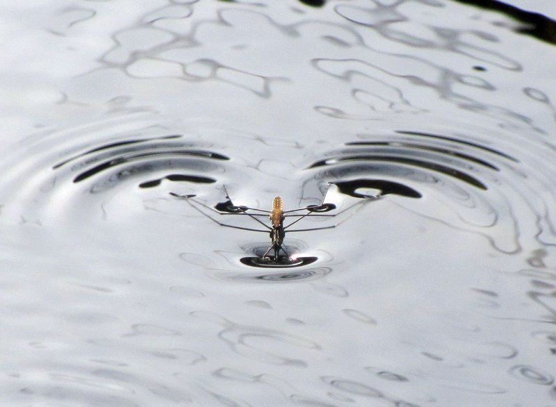 водомерка, вода, движение, волна Только вперед фото превью