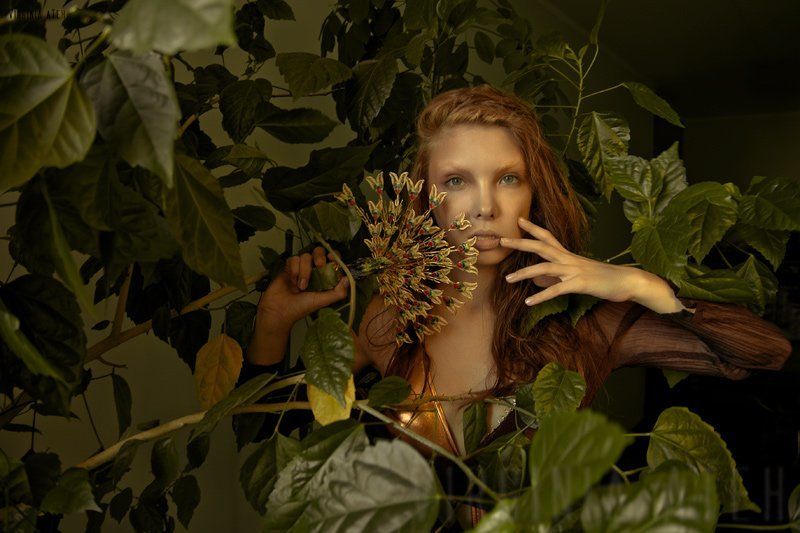 safari фото превью