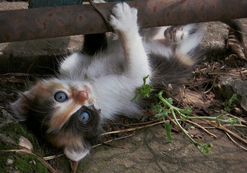 животные, котенок, кошки Голубоглазая шкода фото превью