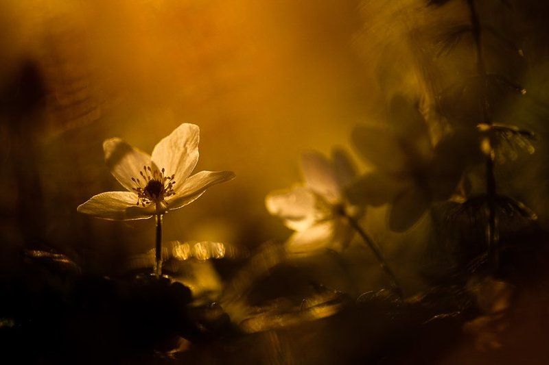 вечер, сумерки, цветы В сумерках.. фото превью