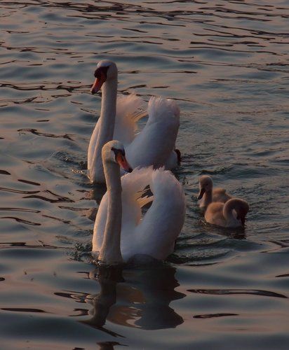 Вечер на лебедином озере.
