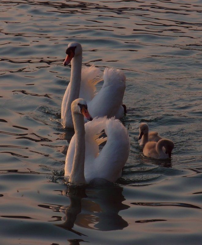лебеди Вечер на лебедином озере. фото превью