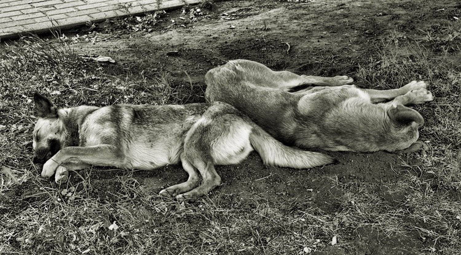 собаки, сон, Артем Кодолов