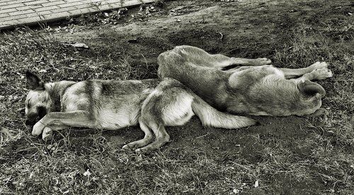Сладкий сон валетом
