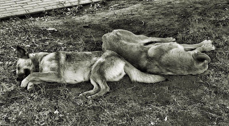 собаки, сон Сладкий сон валетом фото превью
