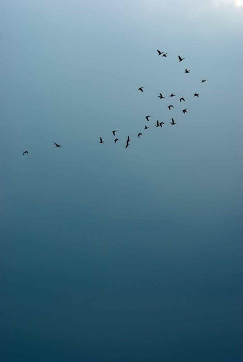 птицы, небо, прошлое лето