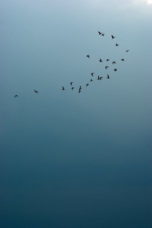 птицы, небо Домой фото превью