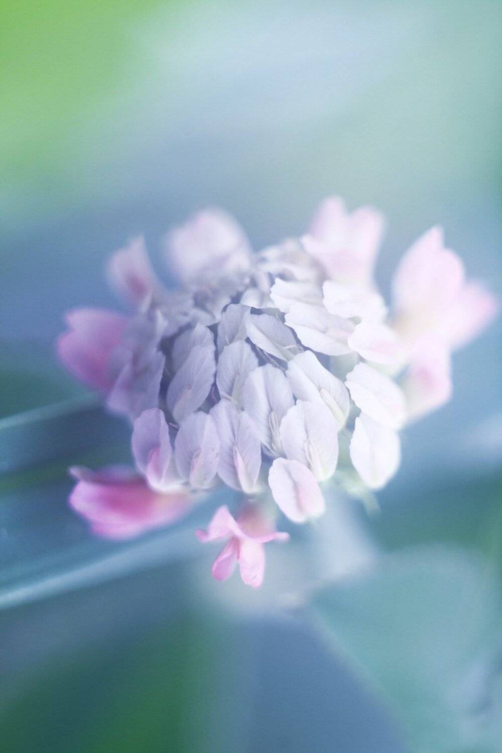 клевер, Машкевич