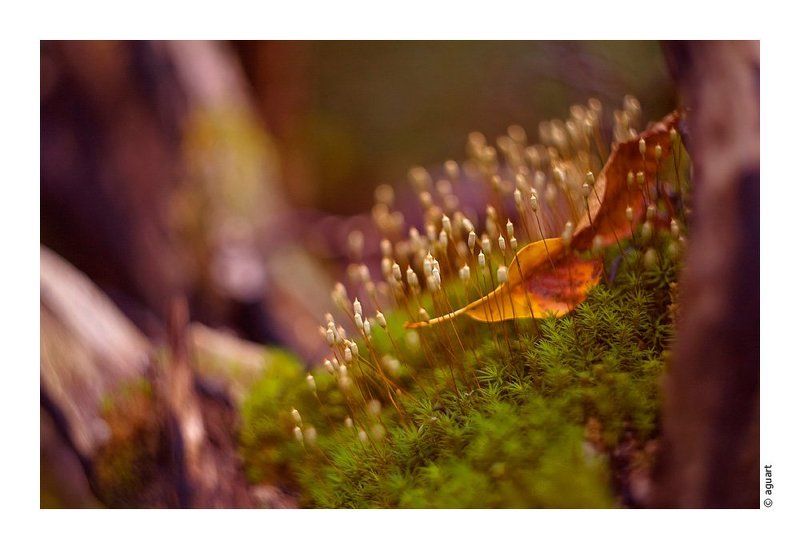 природа, макро Сказочный микро-мир фото превью