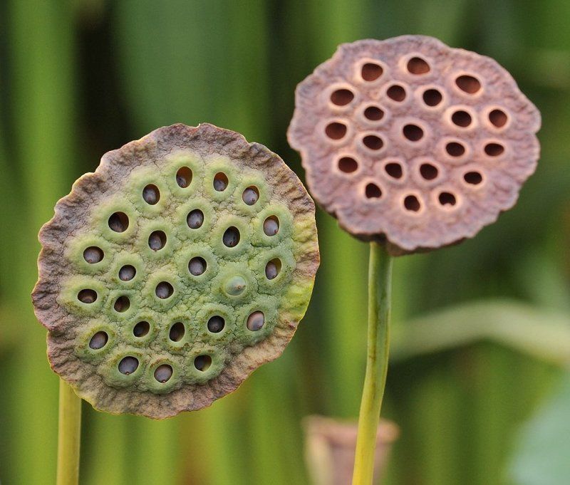 цветы, растения, природа Растение фото превью