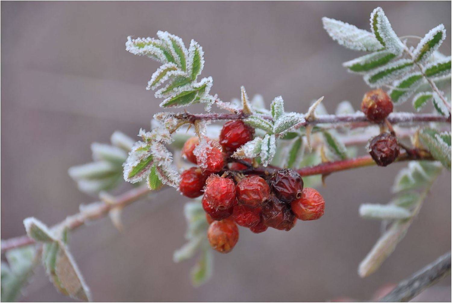 природа, Геннадий Меремьянин