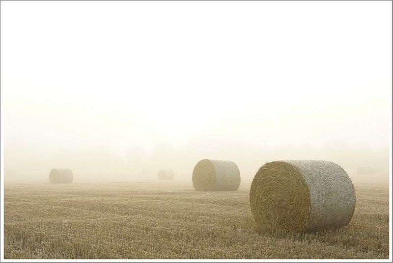 сено, солома, неурожай,  выборы 3-видно, 2 не очень фото превью
