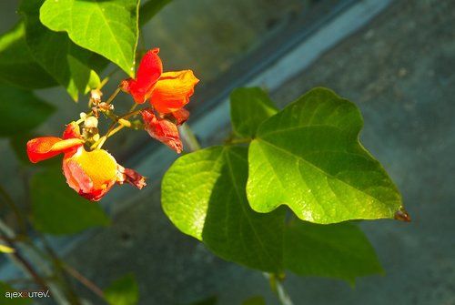 дачные этюды