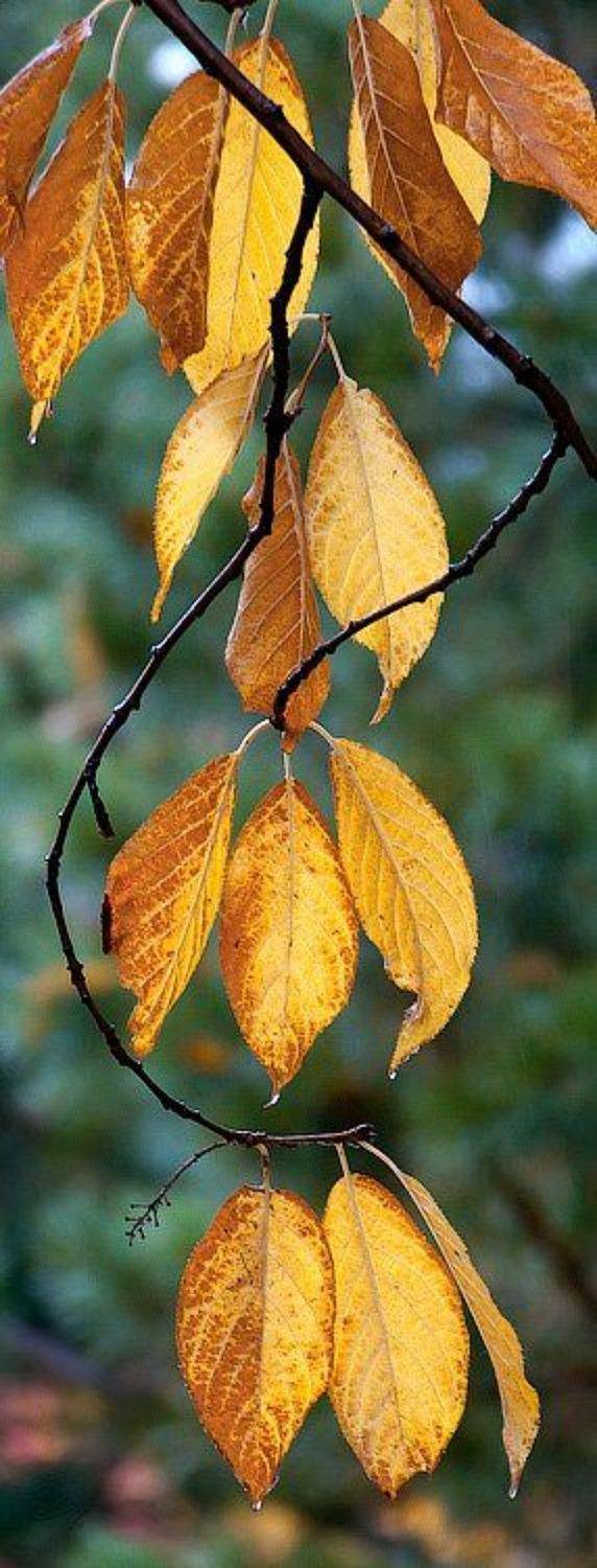 , Виктор Бут