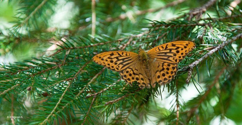 лес, бабочка, ель, солнечный, день *** фото превью