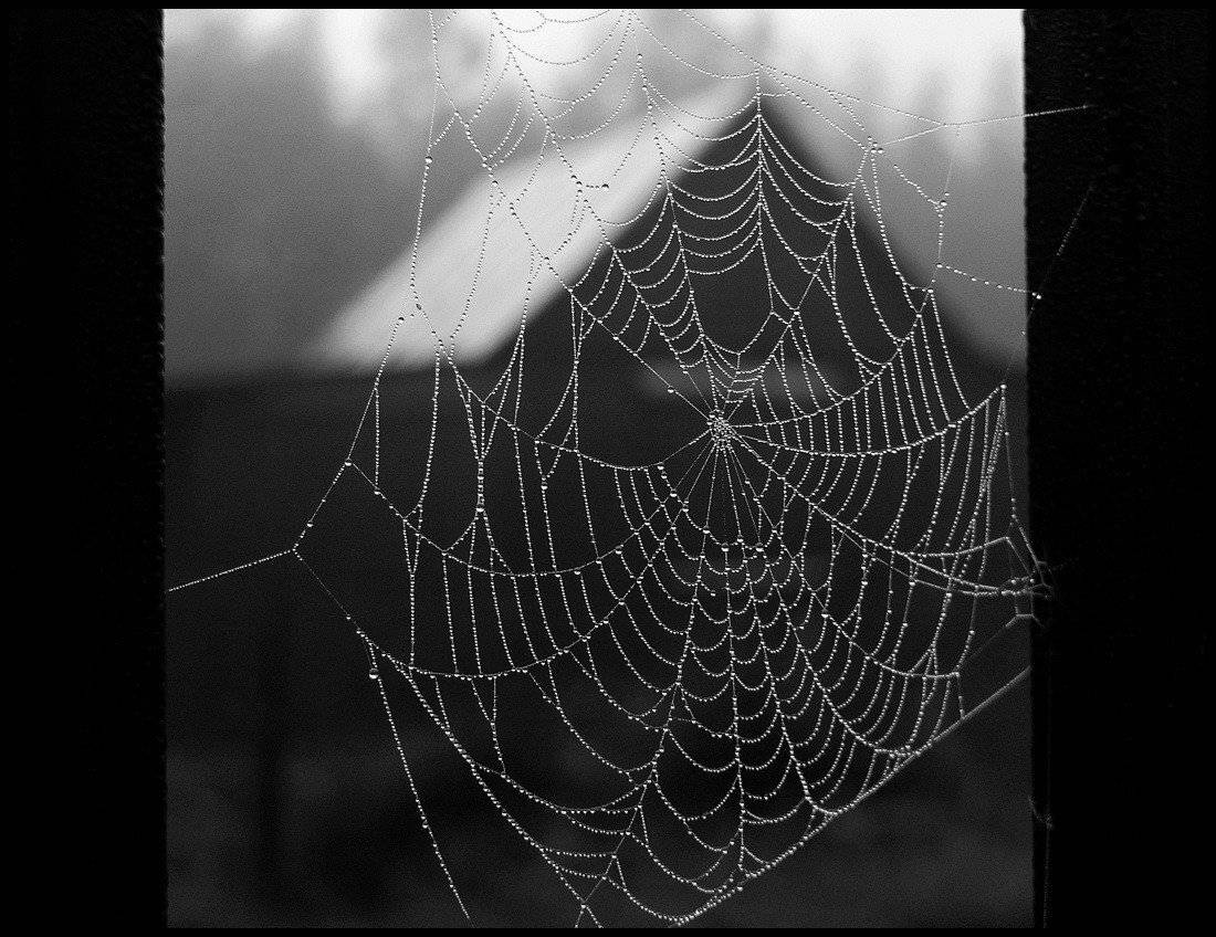 осень, паутина, туман, дождь, Валерий