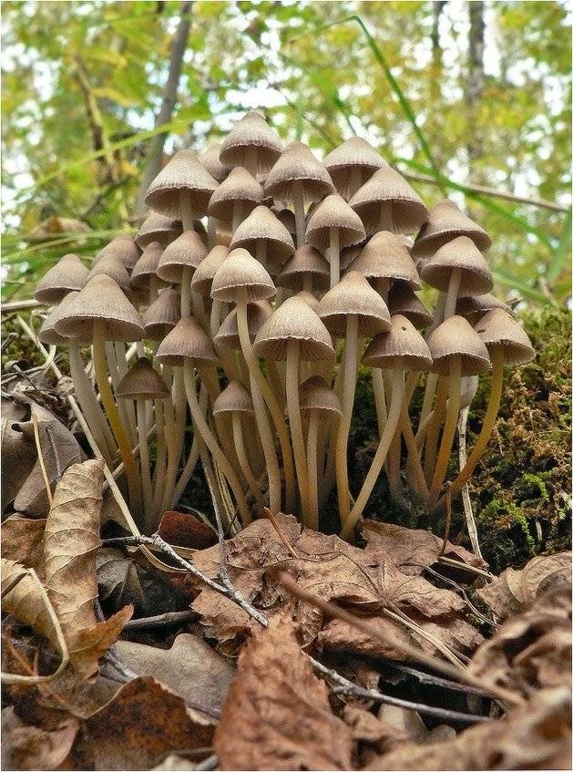 грибы, КарОл