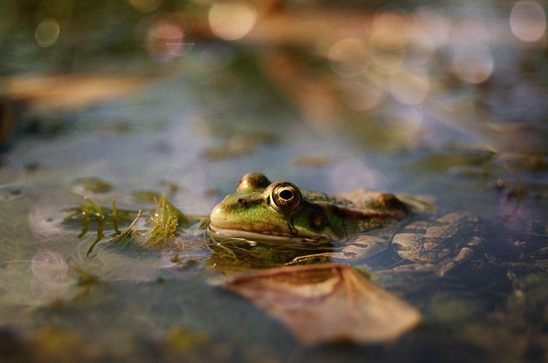 * фото превью