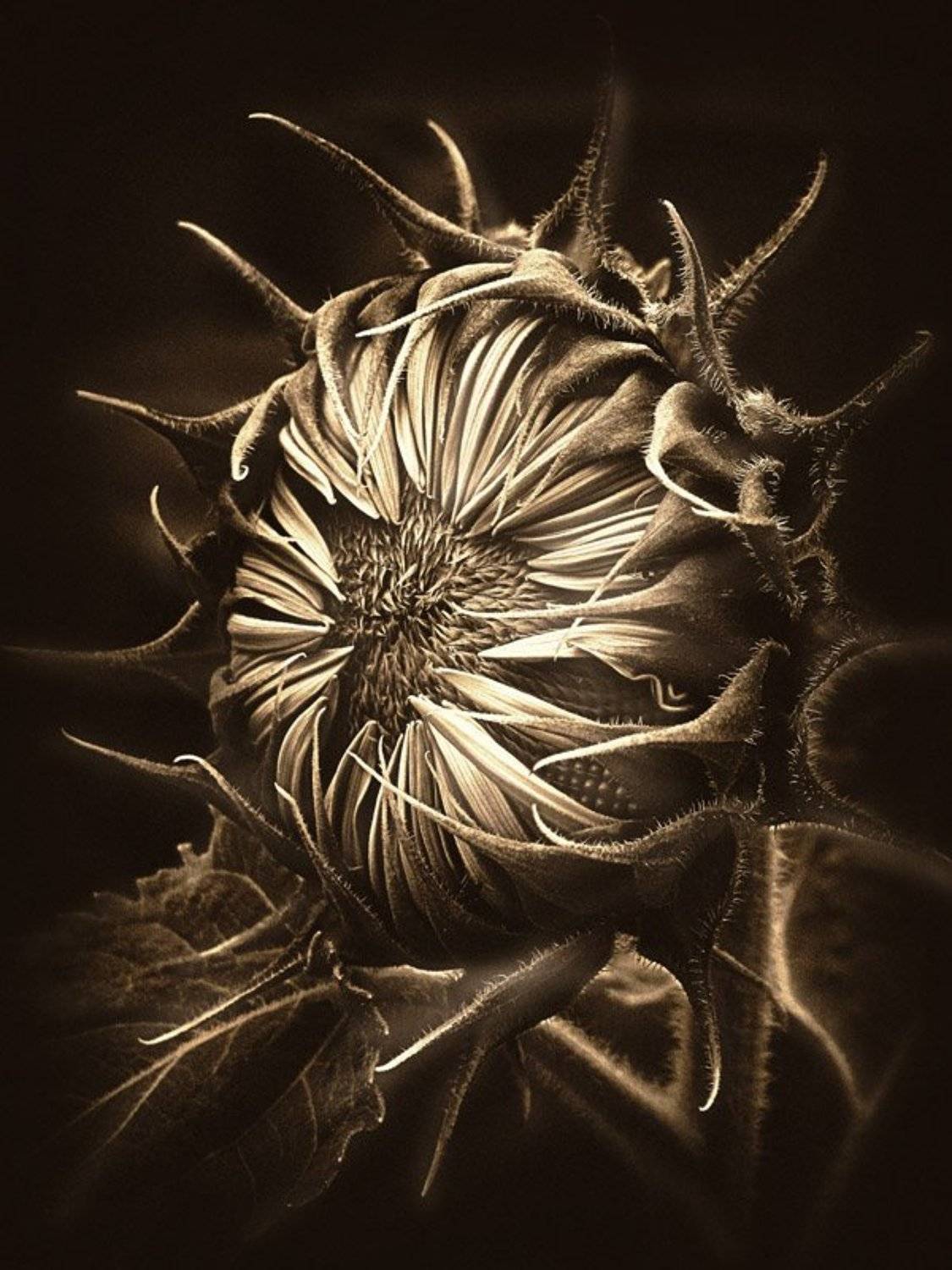 цветы, флора, подсолнух, ЦокоТушка