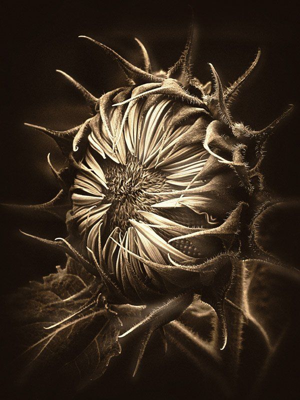 цветы, флора, подсолнух Чужой.. фото превью