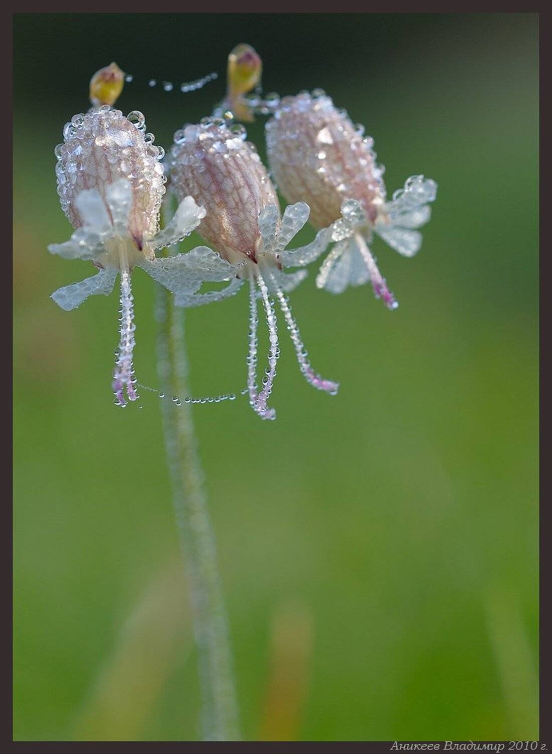 , Аникеев Владимир
