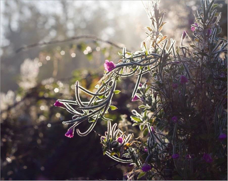 , Александр