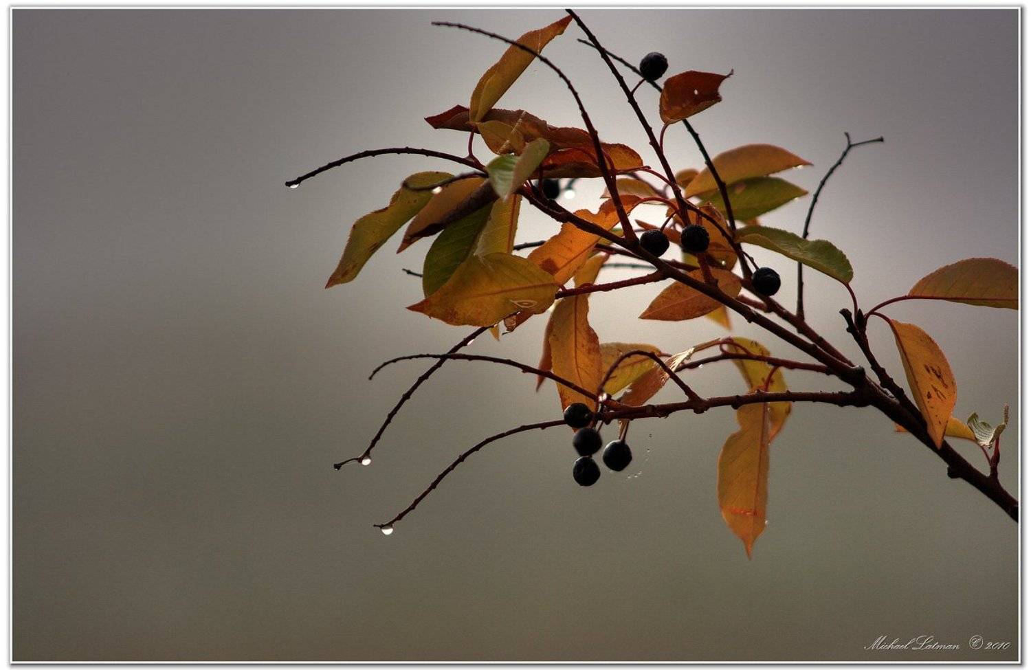fog, autumn, bird, cherry, tree, Michael Latman
