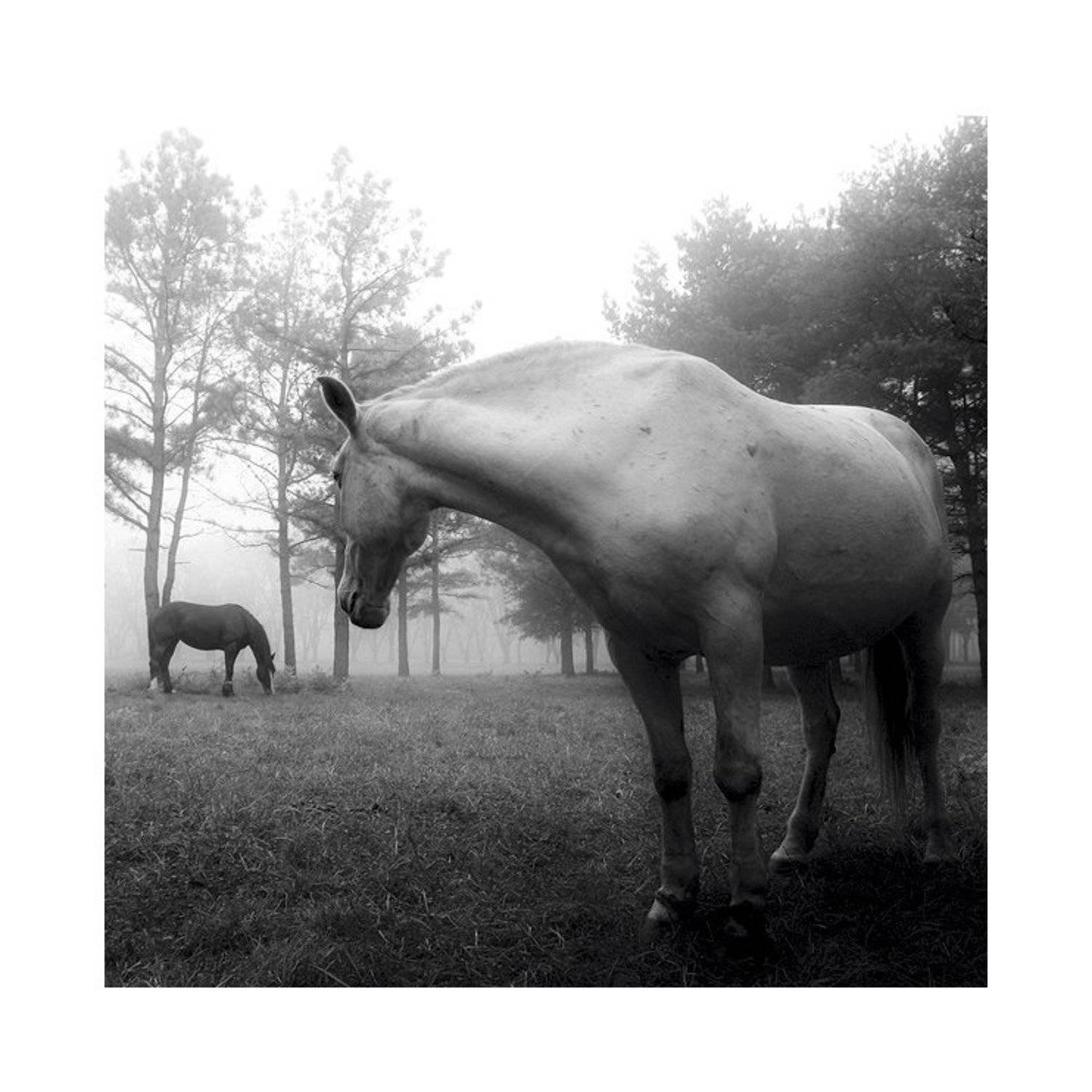 , Чебурашка