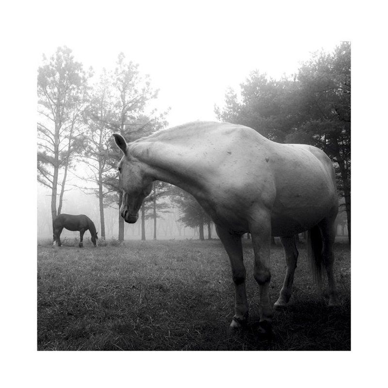 Как бы мне Рябине к Дубу перебраться... фото превью