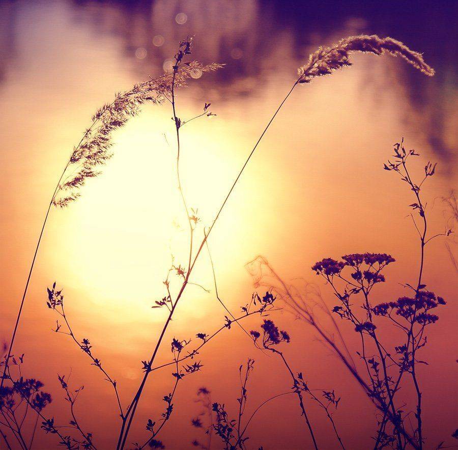 , Лана Тополева