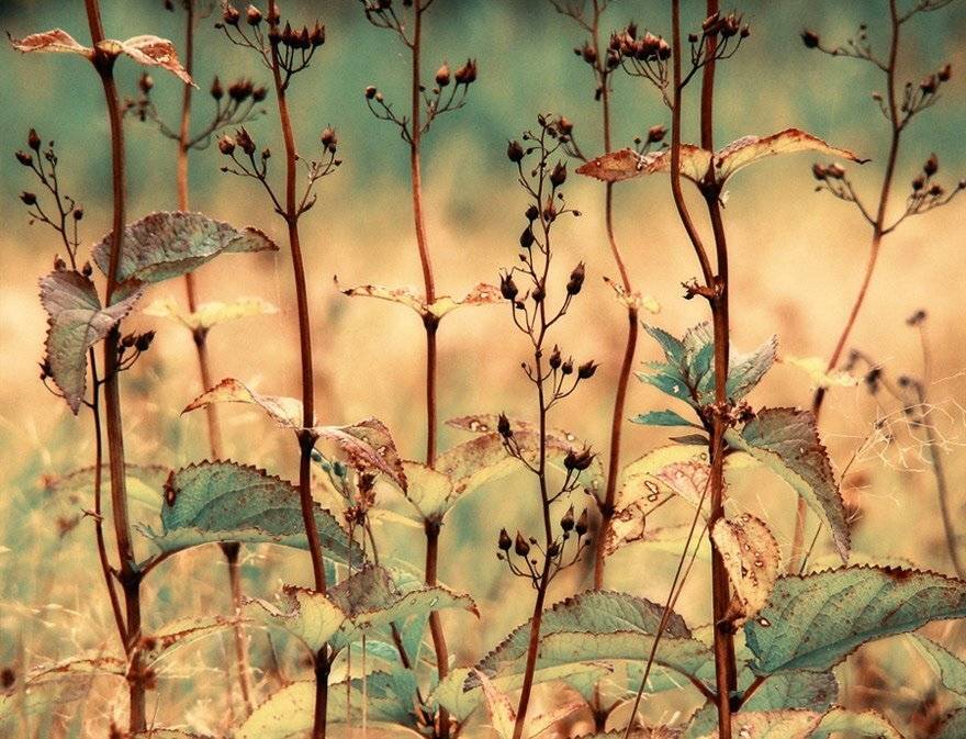 , Лана Тополева