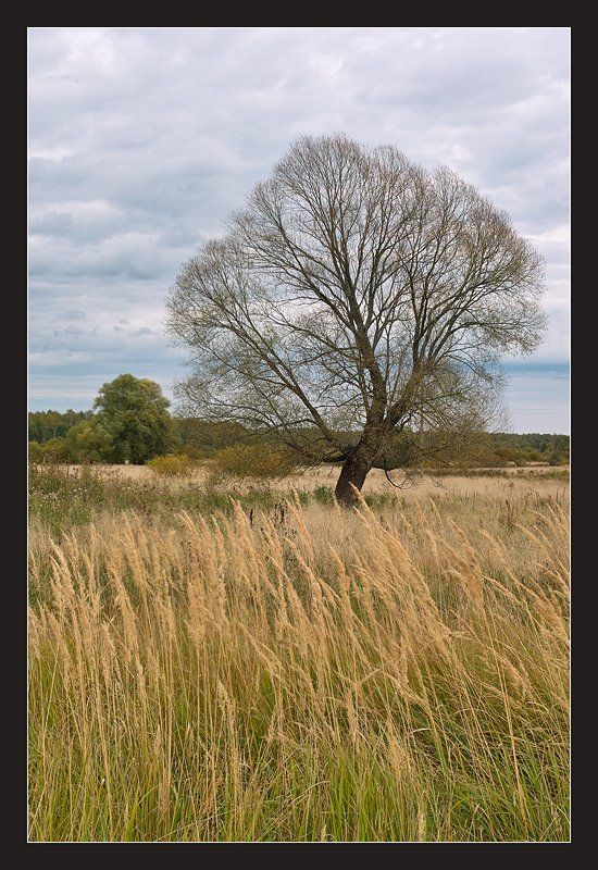 Дерево жизни фото превью