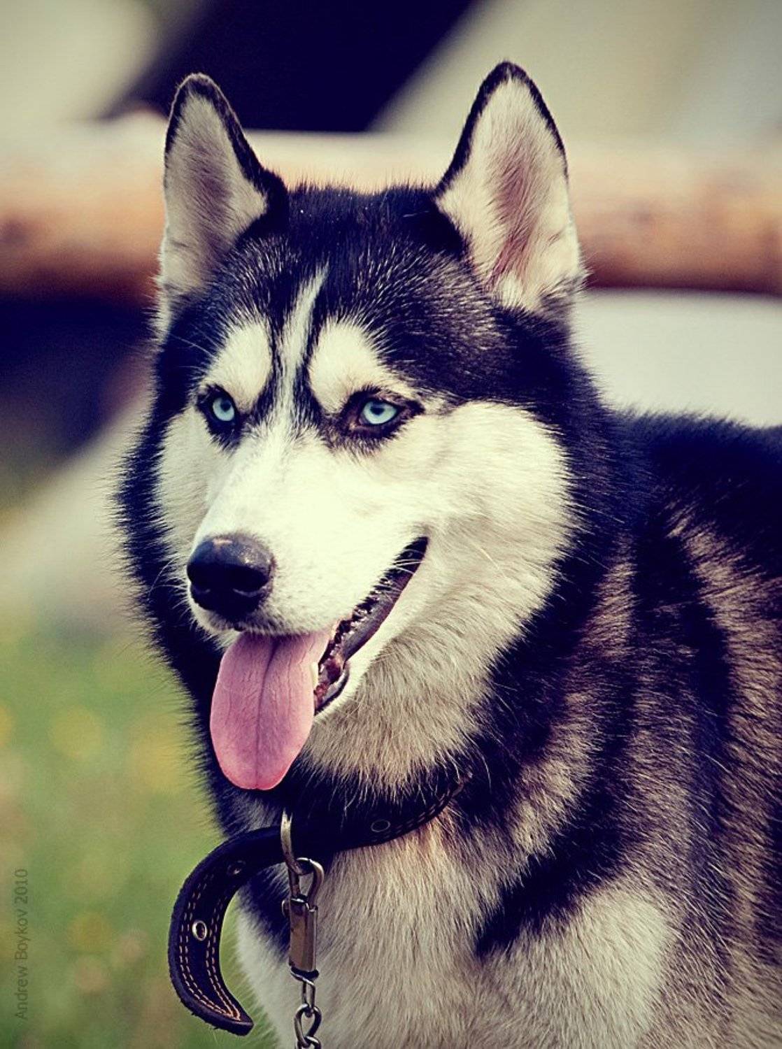 , Андрей Бойков