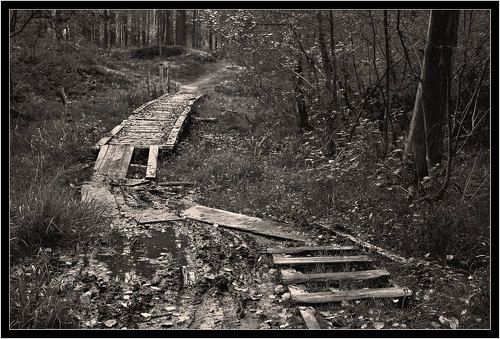 Про дремучий лес