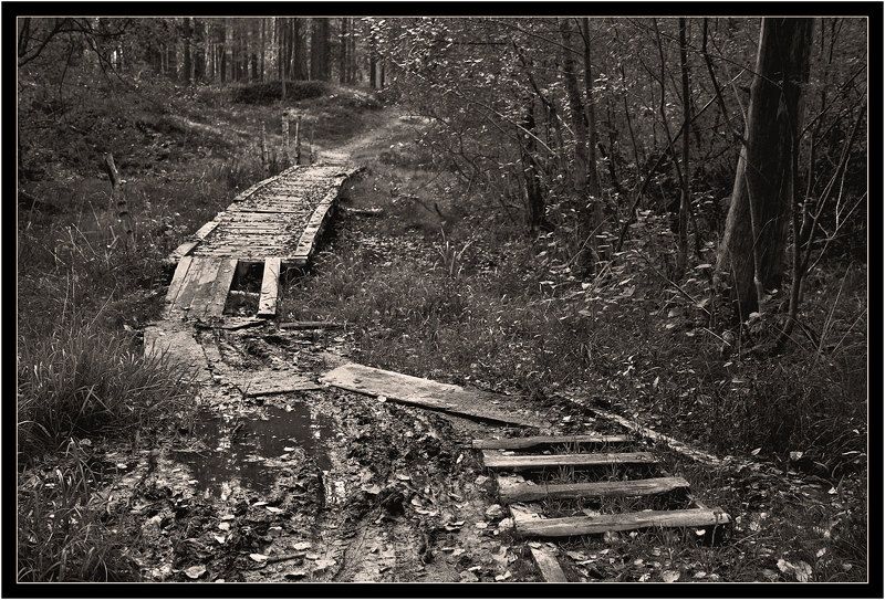 лес, ч/б Про дремучий лес фото превью