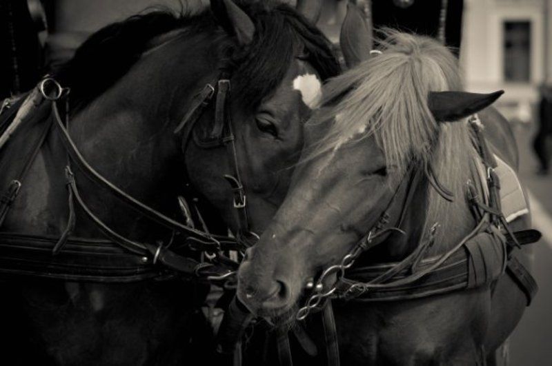 кони фото превью