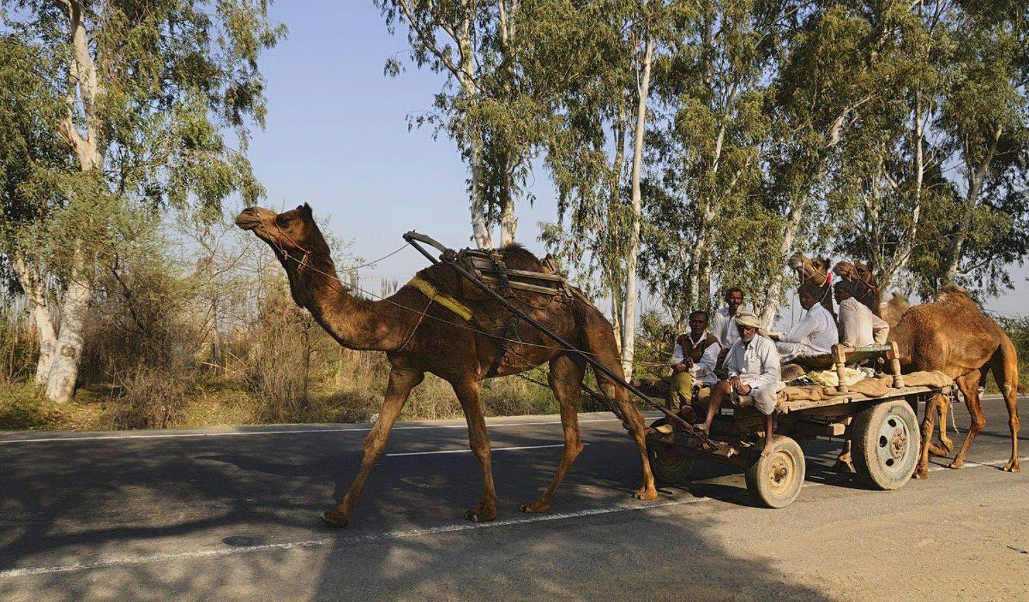 верблюды, дорога, индия, пенджаб, Евгений Иванюшенко