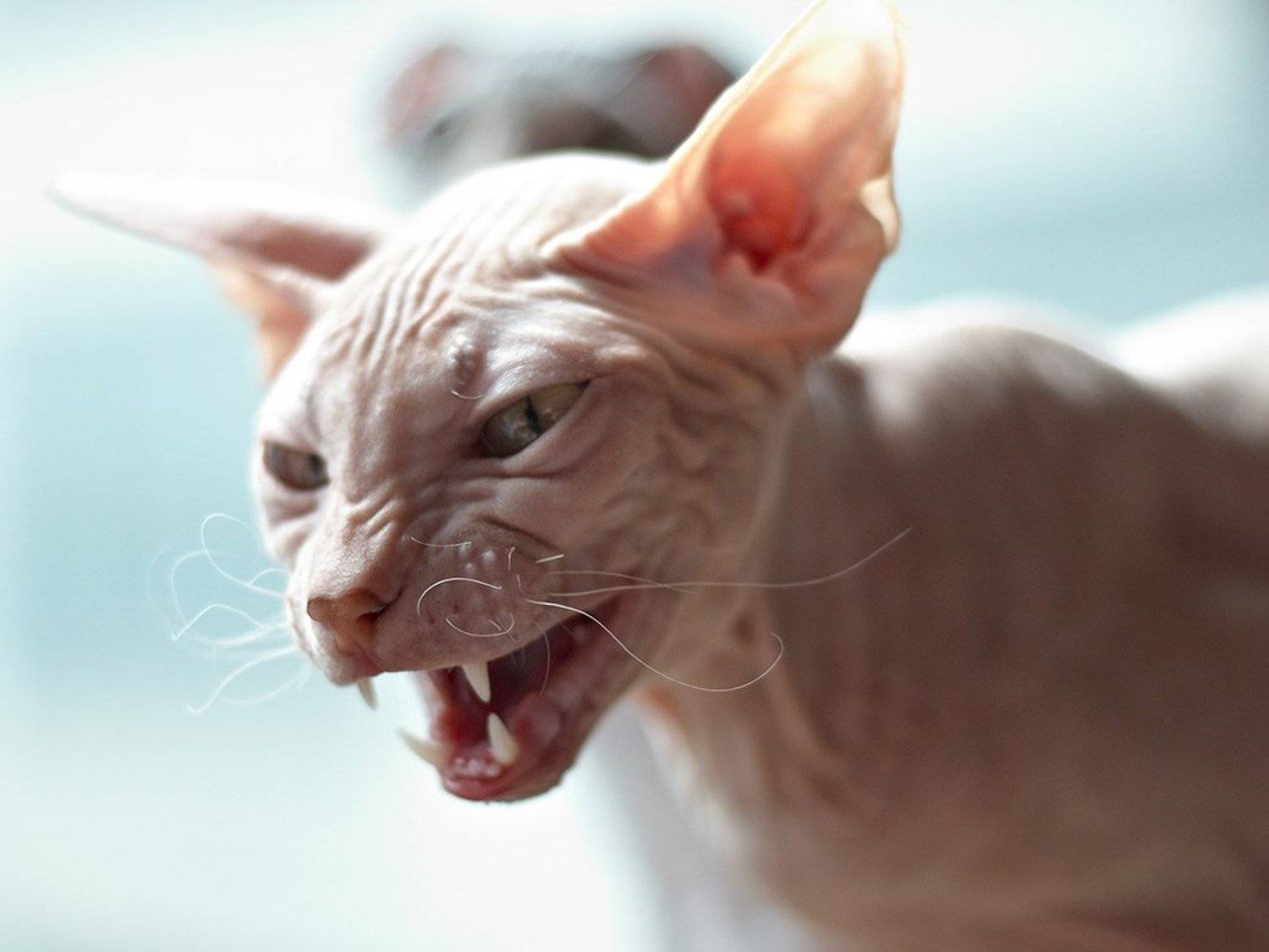 кот, кошки, коты, животные, Олег Скворцов