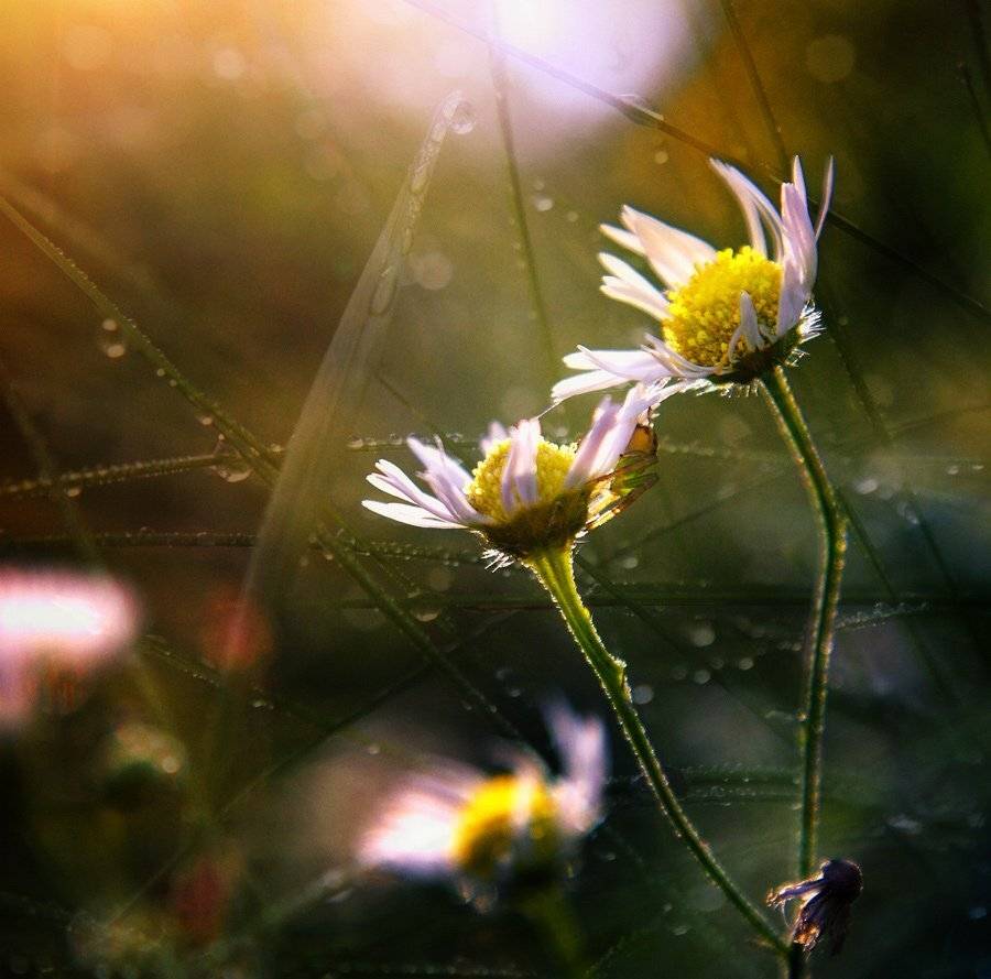 , Лана Тополева