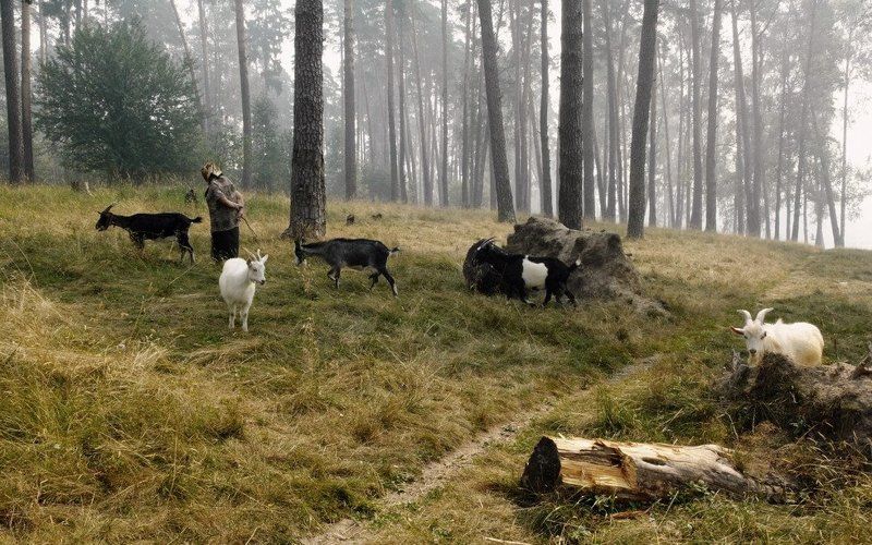 Козьими тропами (2010) фото превью