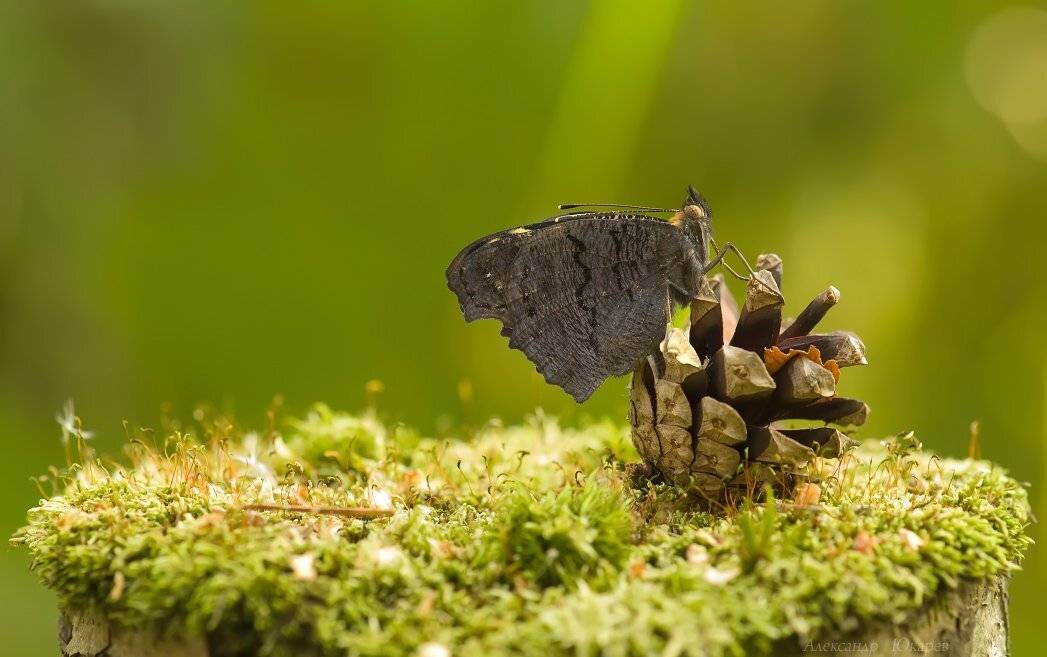 , Александр Юкарев